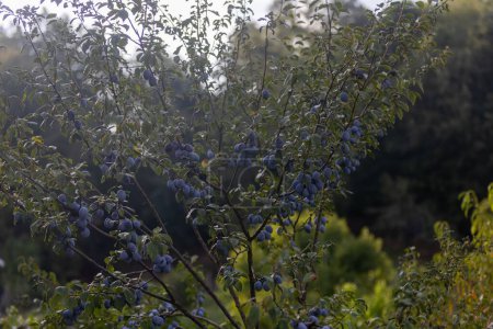 Foto de Varias ciruelas púrpuras que crecen en ramas de árboles de madera en un jardín a la luz del día - Imagen libre de derechos