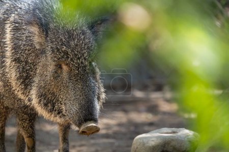 Photo for A closeup shot of the large Chacoan Peccary- endangered pig-like creature in Los Angeles Zoo, CA - Royalty Free Image