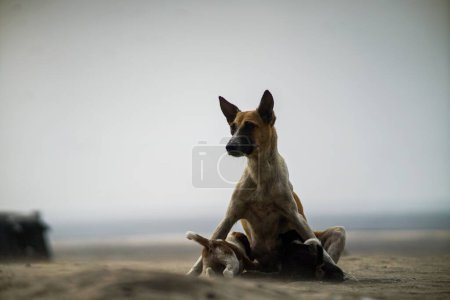 Téléchargez les photos : Gros plan d'un chien aspin - en image libre de droit