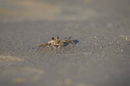 Téléchargez les photos : Un crabe de sable sur une plage au Texas. - en image libre de droit