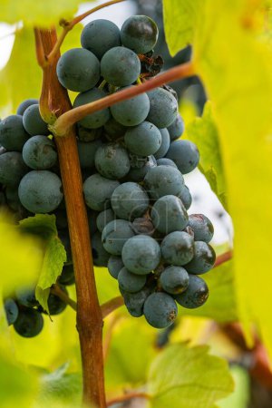 Téléchargez les photos : Plan rapproché vertical d'une grappe de raisins poussant sur un vignoble - en image libre de droit