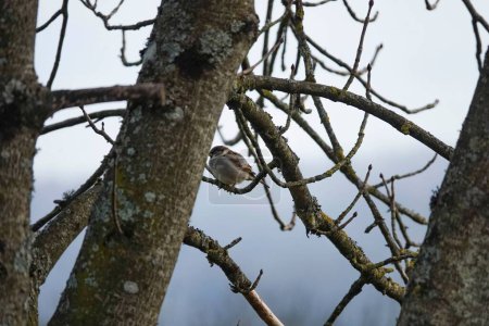Téléchargez les photos : Plan rapproché d'un moineau domestique perché sur des rameaux d'arbres nus dans la forêt - en image libre de droit