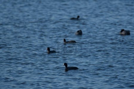 Photo for A scenic view of a group of black coots swimming in the blue water in daylight - Royalty Free Image