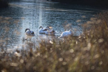 Photo for The bright sun rays over a group of adorable Mute swans swimming in shallow water - Royalty Free Image