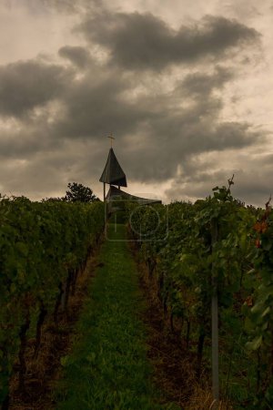 Téléchargez les photos : Plan vertical d'un sentier entre vignes sous un ciel nuageux avec le fond d'une église - en image libre de droit