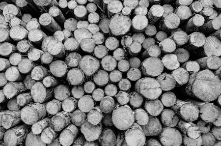 Téléchargez les photos : Une échelle de gris d'un bouquet de troncs d'arbres coupés pour les textures et les superpositions - en image libre de droit