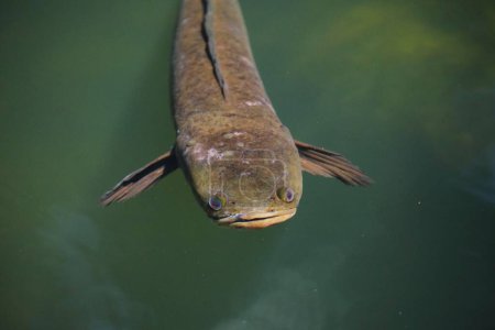 Photo for A snakehead murrel fish poking its head out of the water on a sunny day - Royalty Free Image