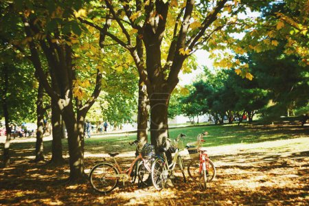 Téléchargez les photos : Deux vélos en s'appuyant sur l'arbre dans le parc d'automne avec feuillage - en image libre de droit