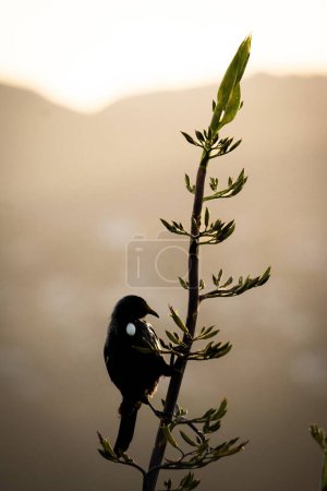 Photo for A Tui bird sitting on a branch with dried leaves against sunset sky - Royalty Free Image
