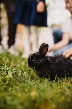 Foto de Una toma vertical de un lindo conejo negro descansando sobre la hierba y los niños jugando con él - Imagen libre de derechos
