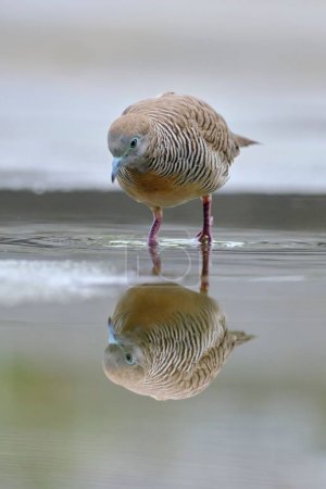 Foto de Un primer plano de la paloma cebra (Geopelia striata) caminando a través del charco de agua, mostrando un gran reflejo - Imagen libre de derechos