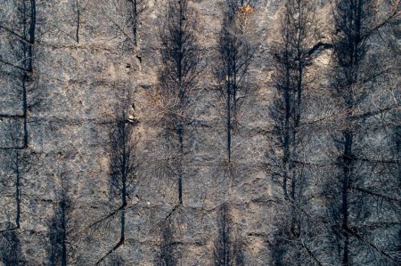 Téléchargez les photos : Vue aérienne d'une forêt brûlée après un incendie de forêt avec des sapins brûlés et des pins au sol - en image libre de droit