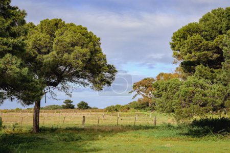 Foto de Un campo verde rodeado de árboles densos - Imagen libre de derechos
