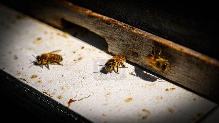 Photo for A closeup of three honey bees. Apiculture. - Royalty Free Image