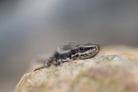 Téléchargez les photos : A close seup of Podarcis muralis, common wall lizard on a rock. - en image libre de droit