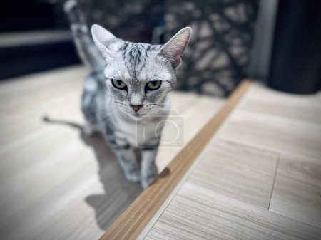 Téléchargez les photos : Un gros plan d'un mignon chat gris et blanc regardant une caméra - en image libre de droit