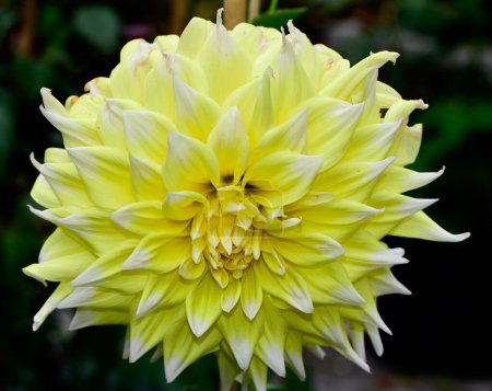 Téléchargez les photos : Un gros plan de fleur jaune de Dahlia en fleur sur fond flou - en image libre de droit