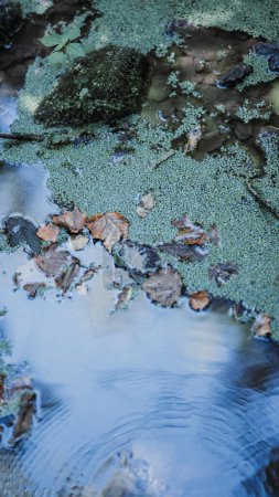 Téléchargez les photos : Un gros plan d'eau avec des feuilles tombées et des roches couvertes de mousse - en image libre de droit