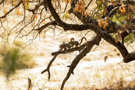 Photo for Two squirrels sitting on the tree branch in the wild - Royalty Free Image