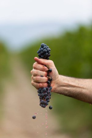 Photo for A vertical closeup of the man's hand squeezing grapes. - Royalty Free Image