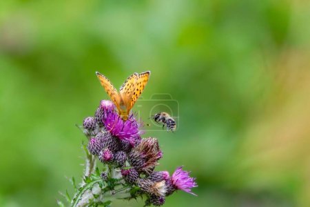 Photo for A Small pearl-bordered fritillary butterfly on thistles in a field with a blurry background - Royalty Free Image