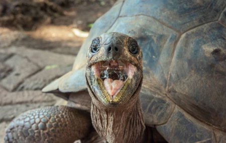 Foto de La tortuga gigante de Floreana o la tortuga gigante de Charles Island (Chelonoidis niger niger) - Imagen libre de derechos