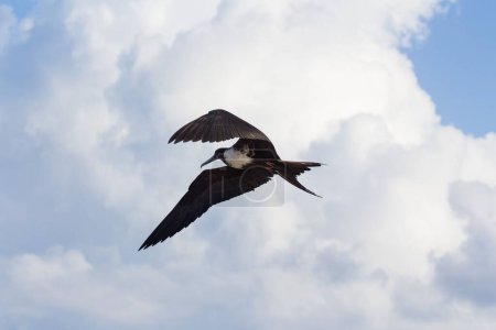 Téléchargez les photos : Un plan de mise au point peu profond d'un Frégate aux ailes ouvertes qui vole haut dans un ciel bleu nuageux - en image libre de droit