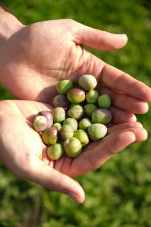 Téléchargez les photos : Vue verticale à angle élevé des mains tenant la récolte d'olives fraîches sous la lumière du soleil - en image libre de droit