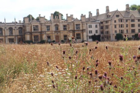 Téléchargez les photos : Une fleur sauvage dans le champ avec le Palais en arrière-plan Gatchina - en image libre de droit