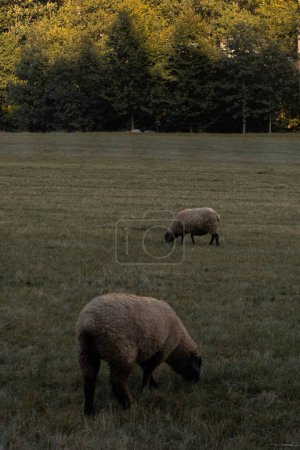 Téléchargez les photos : Un plan vertical du mouton Suffolk pelucheux pâturant dans le champ vert - en image libre de droit