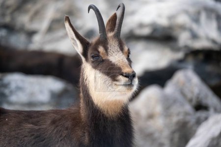 Photo for A closeup shot of a beautiful chamois on the blurry background - Royalty Free Image