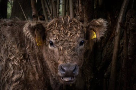 Photo for A closeup of a Galloway cattle, a portrait of a brown furry beef cattle captured in a farm - Royalty Free Image