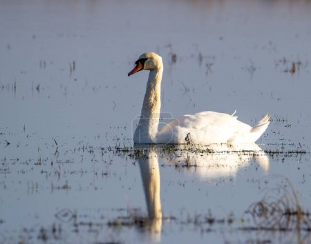 Foto de Un primer plano de un cisne blanco nadando sobre el agua con hierba seca - Imagen libre de derechos