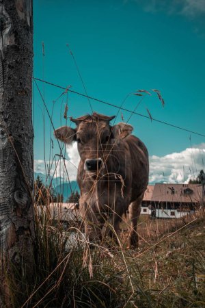 Téléchargez les photos : Plan vertical d'une vache broutant de l'herbe verte sur un pâturage à Rigi Scheidegg, Suisse - en image libre de droit