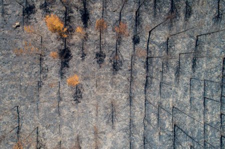 Téléchargez les photos : Vue aérienne d'une forêt brûlée après un incendie de forêt avec des sapins brûlés et des pins au sol - en image libre de droit