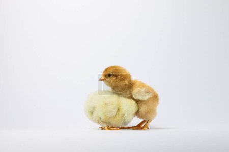 Photo for A two cute baby chickens isolated on a white background - Royalty Free Image