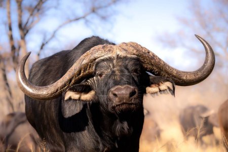A closeup of an African buffalo in a savannah on a sunny day