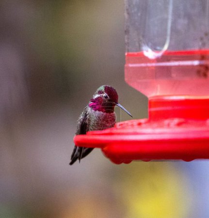 Téléchargez les photos : Plan vertical d'un colibri à gorge rubis perché sur une mangeoire dans un fond flou - en image libre de droit