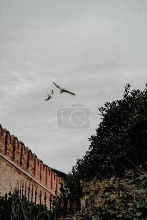 Téléchargez les photos : Un plan vertical de deux oiseaux survolant les buissons et un bâtiment en pierre - en image libre de droit