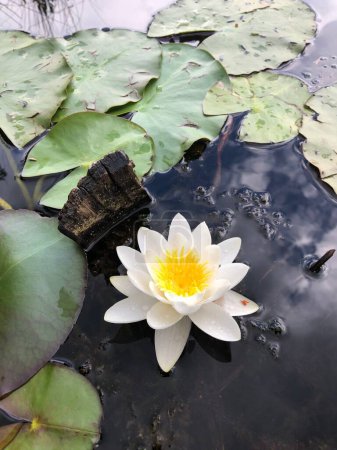 Photo for A vertical high angle of a mesmerizing water lily with majestic yellow bud surrounded by big leaves - Royalty Free Image