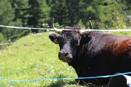 Foto de Una vaca en su hábitat detrás de la cortina - Imagen libre de derechos