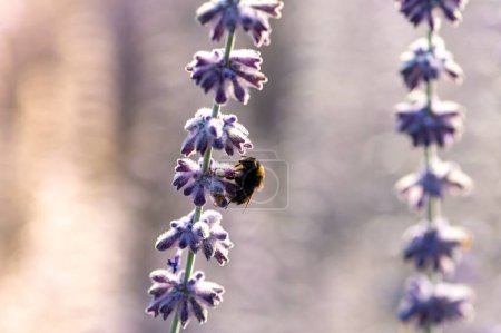 Téléchargez les photos : Un foyer sélectif d'un bourdon pollinisant une fleur de lavande anglaise - en image libre de droit