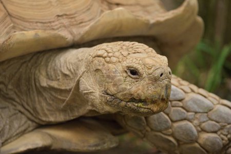 Foto de Un primer plano de una tortuga beige. - Imagen libre de derechos