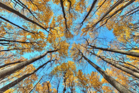 Téléchargez les photos : Un plan à angle bas de grands arbres contre un ciel bleu - en image libre de droit