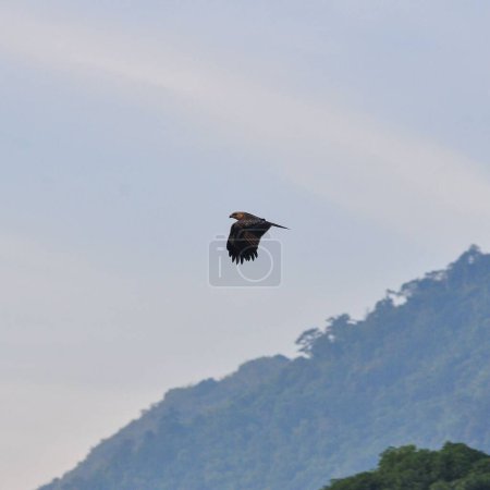 Téléchargez les photos : Une belle vue sur l'oiseau cerf-volant Brahminy volant dans le ciel - en image libre de droit
