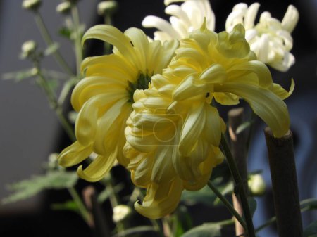 Foto de Un primer plano de hermosos crisantemos amarillos a la luz del sol - Imagen libre de derechos