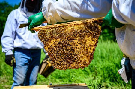 Foto de El apicultor sostiene un marco de colmena con panales. Apicultura. - Imagen libre de derechos