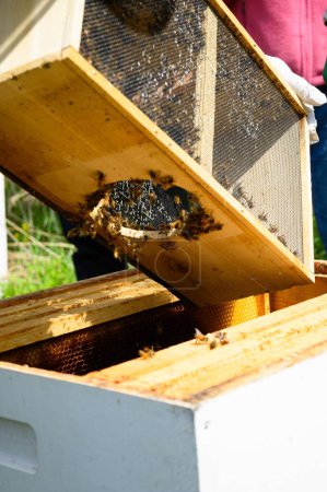 Foto de Un disparo vertical de la colmena de abejas en un apiario de madera sobre el fondo borroso - Imagen libre de derechos