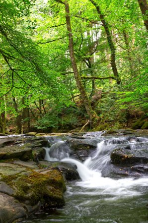 Photo for A vertical shot of the Erme river in south Devon, England - Royalty Free Image