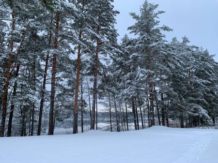 Téléchargez les photos : Les sapins couverts de neige par une journée brumeuse - en image libre de droit
